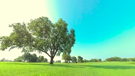 HD-Circling-a-huge-tree,-shot-38