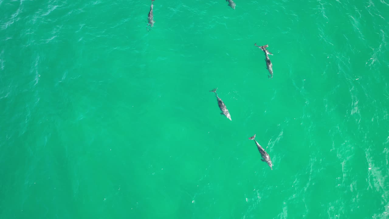 una manada de delfines nadando en la playa de cabarita, tweed shire, bogangar, ríos del norte, nueva gales del sur, australia.