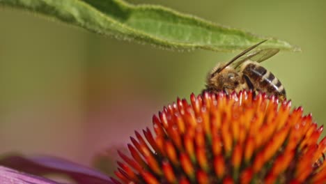 vista de cerca de una abeja en la parte superior de una cabeza de coneflower púrpura