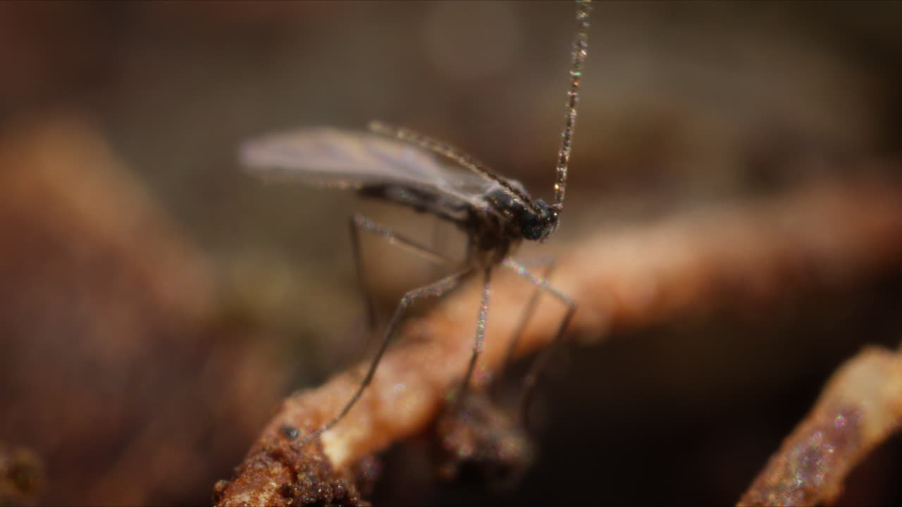 una mosca fúngica, también llamada ácaro fúngico, en una toma de cerca en la raíz de una planta