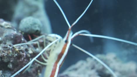 close up of cleaner shrimp in a fishtank