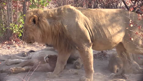 young-male-lion-approaches-from-right-partly-covered-by-dry-bushes,-lies-down-next-to-three-females