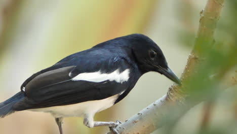 Bird-Rubbing-Its-Beak-On-Branch-In-Slow-Motion