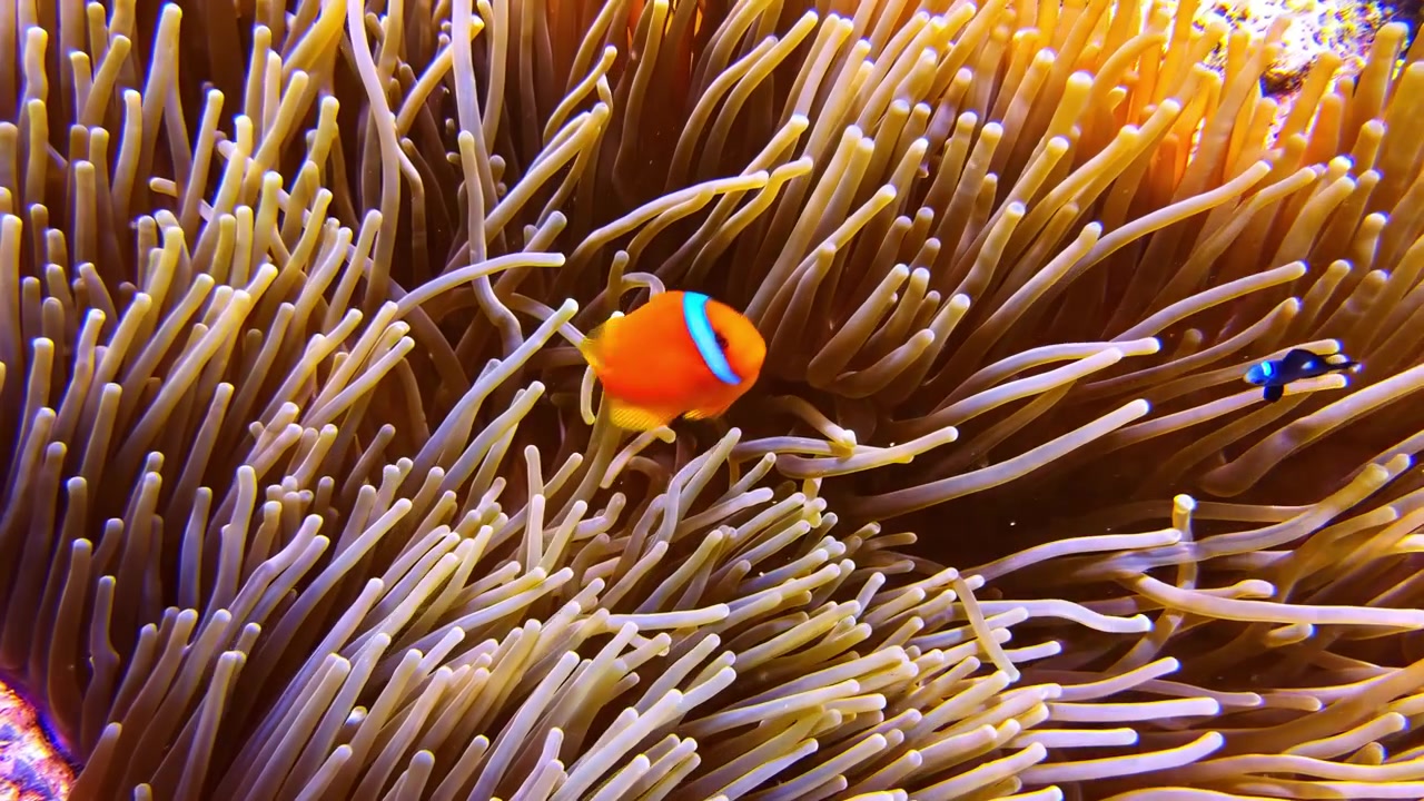 Primo piano di un pesce pagliaccio pomodoro che si nasconde e nuota tra i tentacoli in movimento di un'anemone a bolle su una barriera corallina tropicale nell'Oceano Indo-Pacifico.