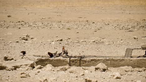 namaqua doves gather to drink at a water source in the savannah near nossob in south africa