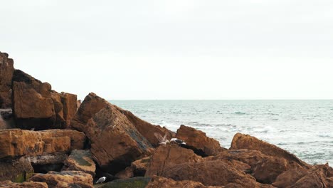 Olas-Rompiendo-Pájaros-Volando