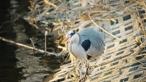 gran garza azul caminando por el borde del lago