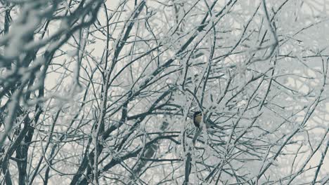 tree with white snow and titmice on branch in winter wood