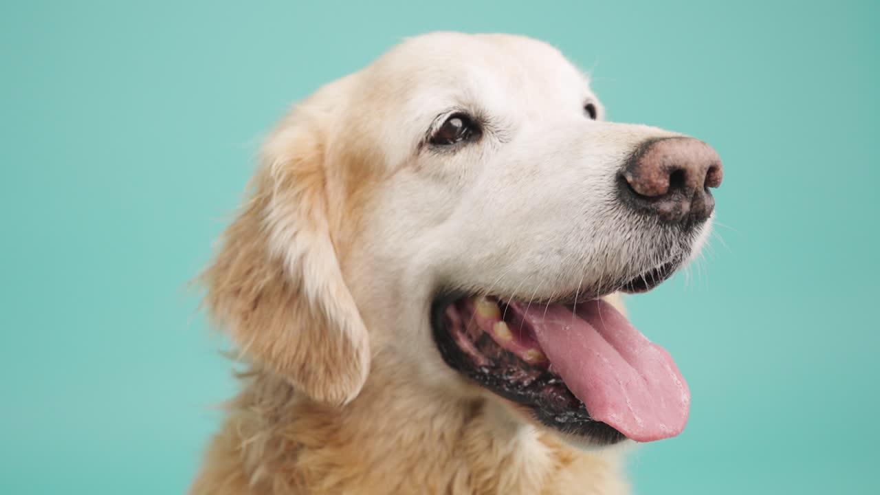 골든 리트리버 초상화