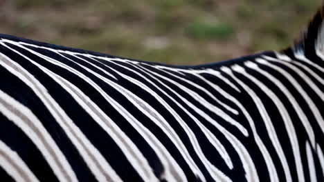 zebra stripes