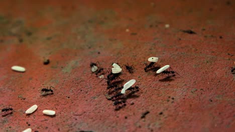 cientos de hormigas caminando por el suelo de hormigón en la ciudad mientras llevan granos de arroz en fila hacia su hormiguero