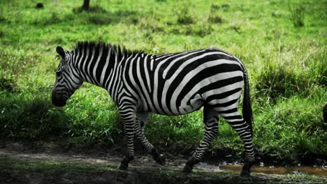 cebra macho con pene colgando contra el campo de hierba verde