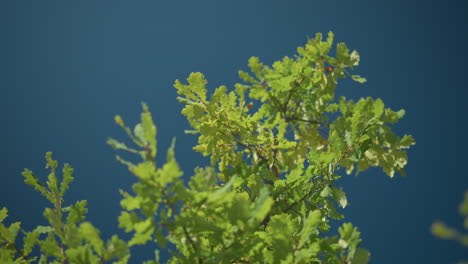 close-up of green oak leaves swaying in the wind on a sunny day with vibrant blue sky in background, showcasing natural movement of leaves in gentle breeze under clear weather