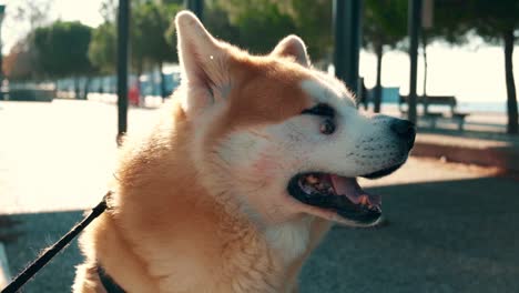 Perro-En-Cámara-Lenta-Akita-Inu-En-Posición-Vertical-Mirando-Al-Espectador