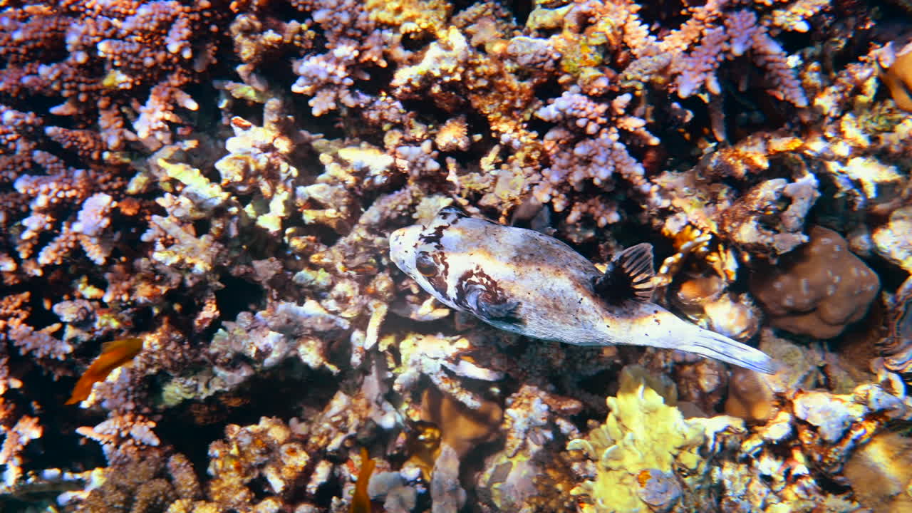 Close up of a Masked puffer fish swimming near a coral reef