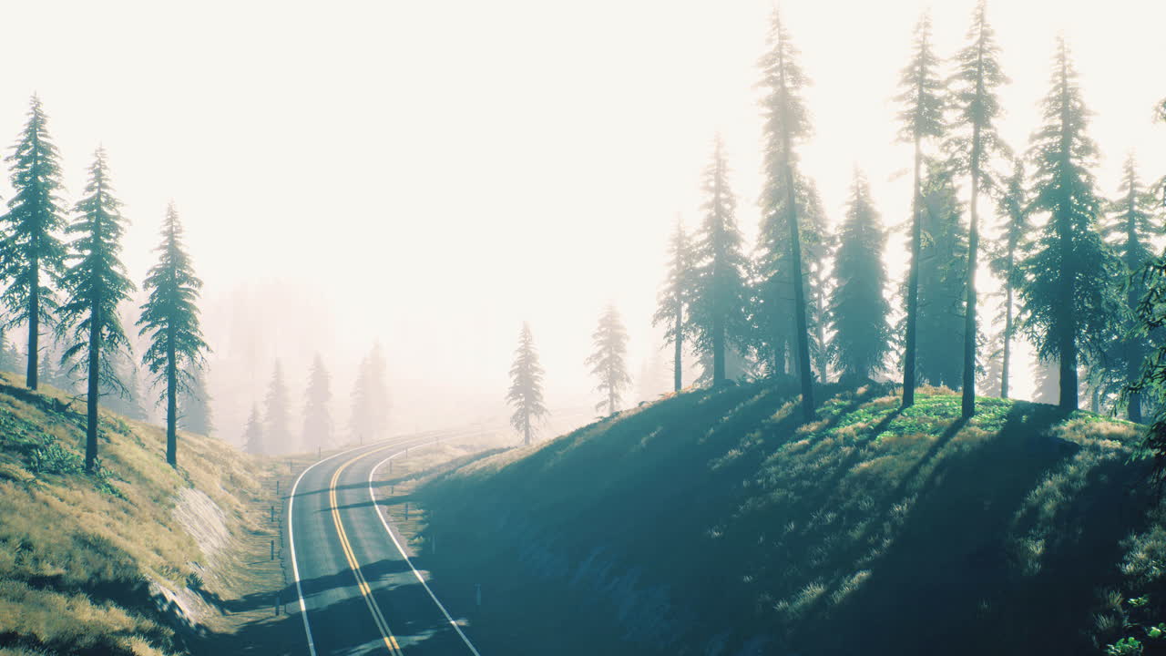 Winding road through misty pine forest in early morning light