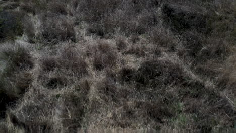 aerial top-down push-in and tilt-up over the brush and ocean of sea ranch, california