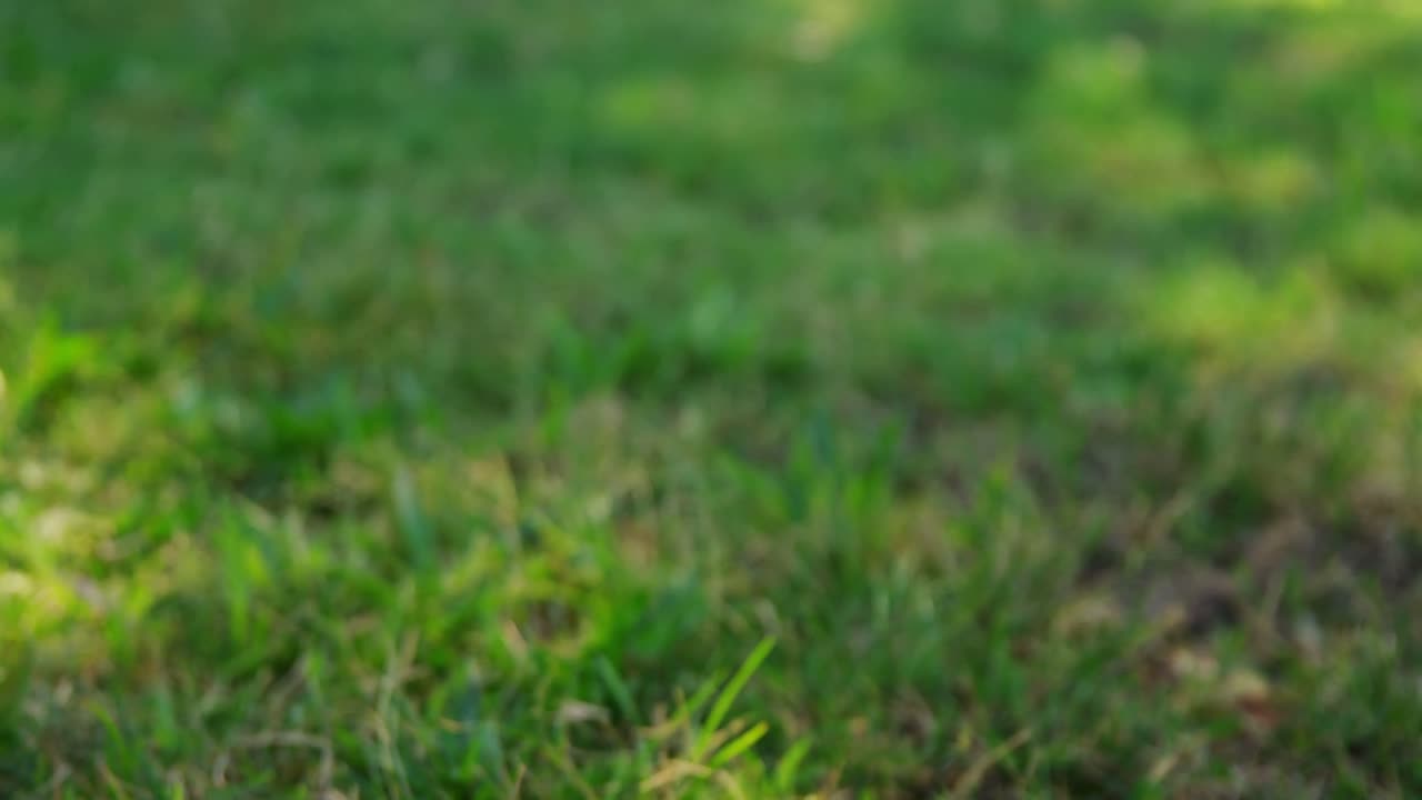 4k 농장에서 말들이 풀을  ⁇ 는 클로즈업