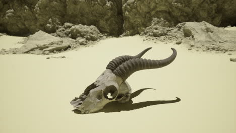 skull of a ram resting on sandy ground in a desert location at noon