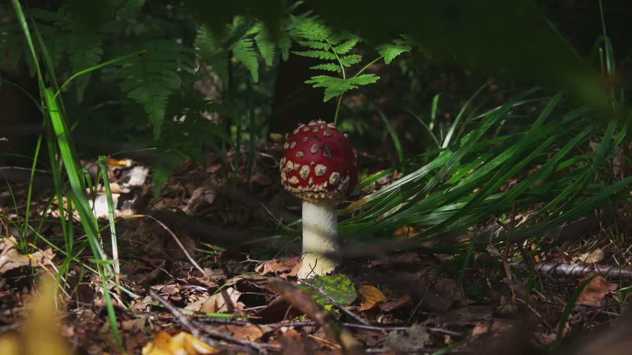 Fly Agaric or Amanita Muscaria Poisonous Mushroom With a Red Cap and White Spots in the Forest-1