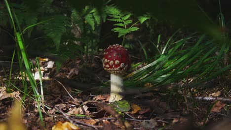 fly agaric or amanita muscaria poisonous mushroom with a red cap and white spots in the forest-1