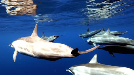 a pod of beautiful dolphins swimming in clear open blue water - underwater