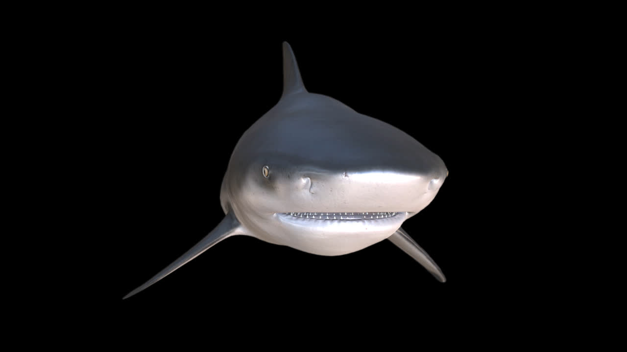 Front Of Shark Swims And Attack With Alpha Channel