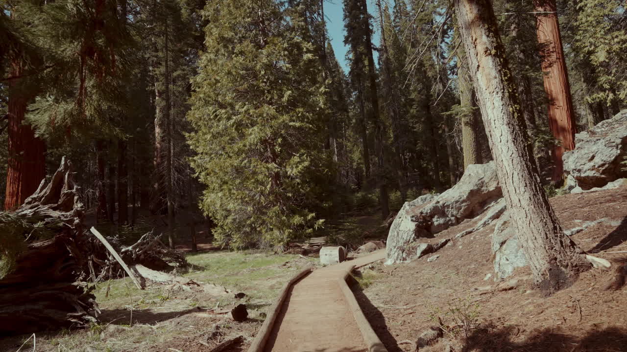 Forest Path in a Redwood National Park