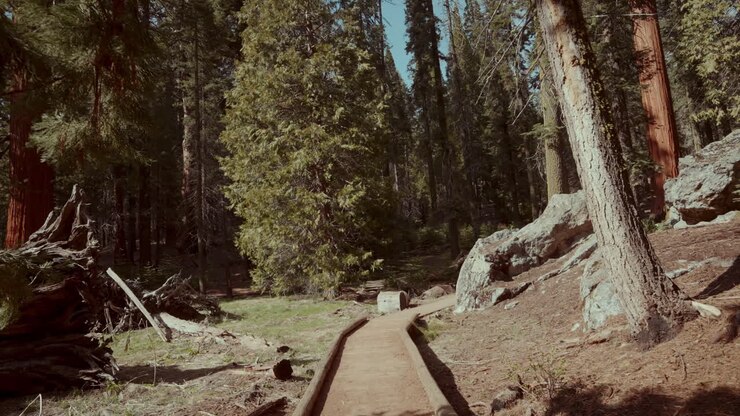 Sentiero forestale nel Parco Nazionale di Redwood