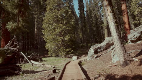 forest path in a redwood national park
