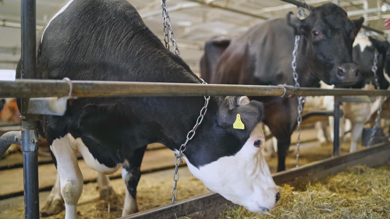 Black and white cow in a dairy farm. Milk cows inside a cowshed. Farming concept of a livestock.