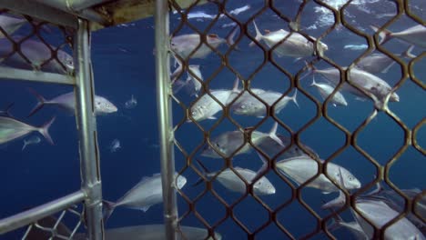 great white shark encounter in a diving cage
