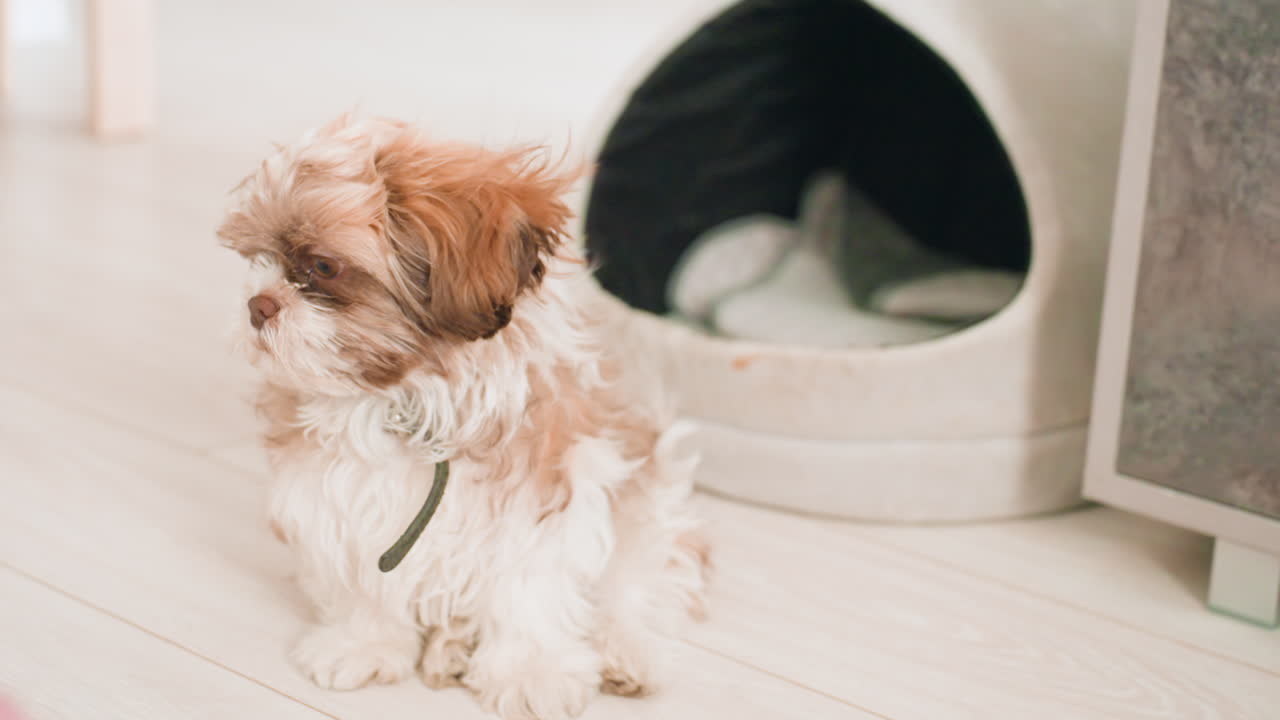 Caucasian Woman Lying Close As Puppy Looks Alert, Woman Rests Close To Playful Puppy Looking Attentively Around, Woman Relaxes Nearby As Curious Puppy Attentively Observes Its Surroundings Playfully