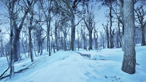 Winterlandschaft-In-Einem-Kiefernwald,-Die-Sonne-Scheint-Durch-Die-Bäume