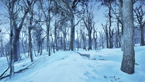 paisaje de invierno en un bosque de pinos el sol brilla a través de los árboles