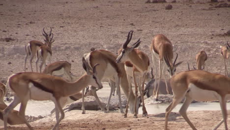 herd of springbok at waterhole in dry landscape, pan right to left, several individuals drinking