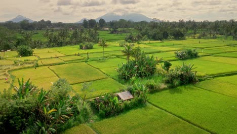 Vista-Aérea-De-Campos-De-Arroz-Verde-Con-Bosque-Tropical-Y-Montañas-Al-Amanecer-En-Bali,-Indonesia