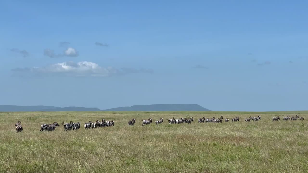 Herd of Grant's zebras (Equus quagga boehmi) walking one after another during the Great migration in Serengeti National Park, Tanzania.