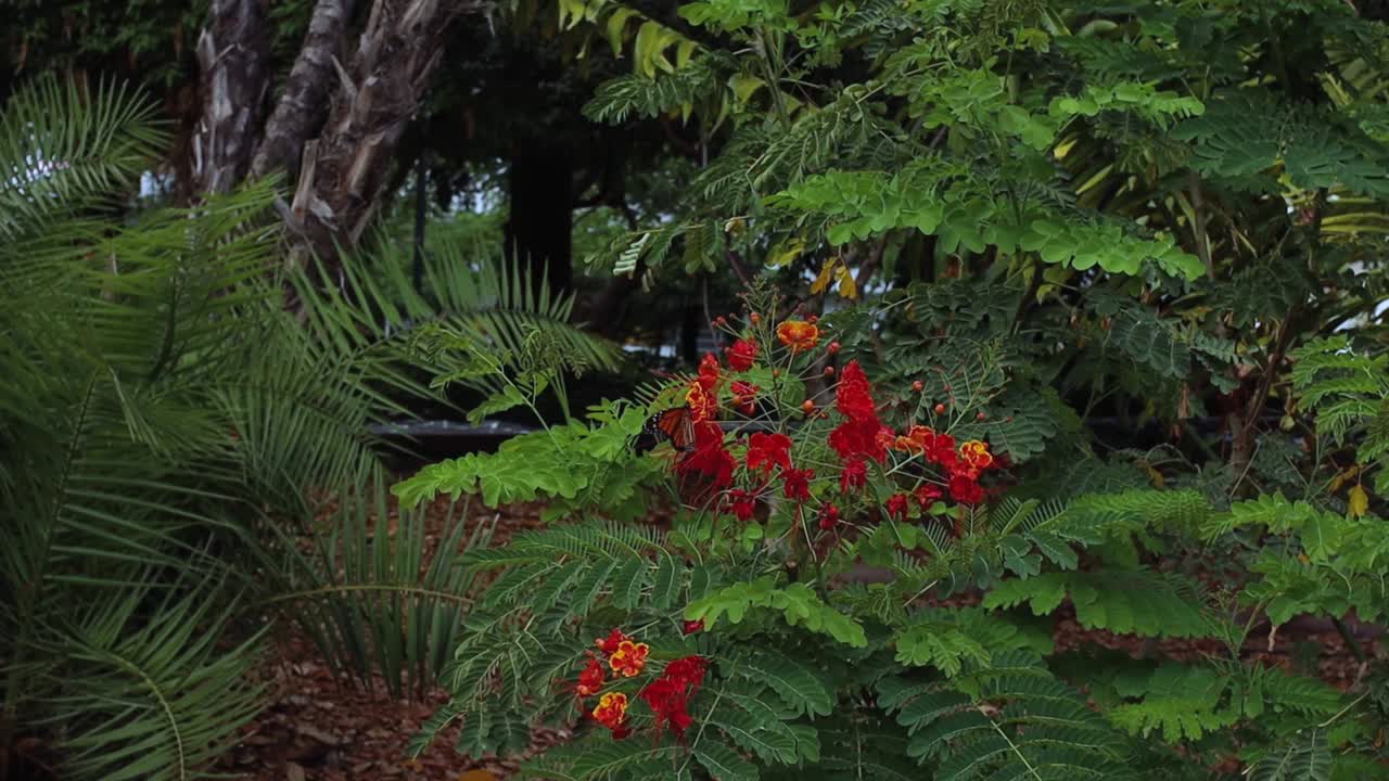 공원에서 슬로우 모션으로 날아가는 모나크 나비