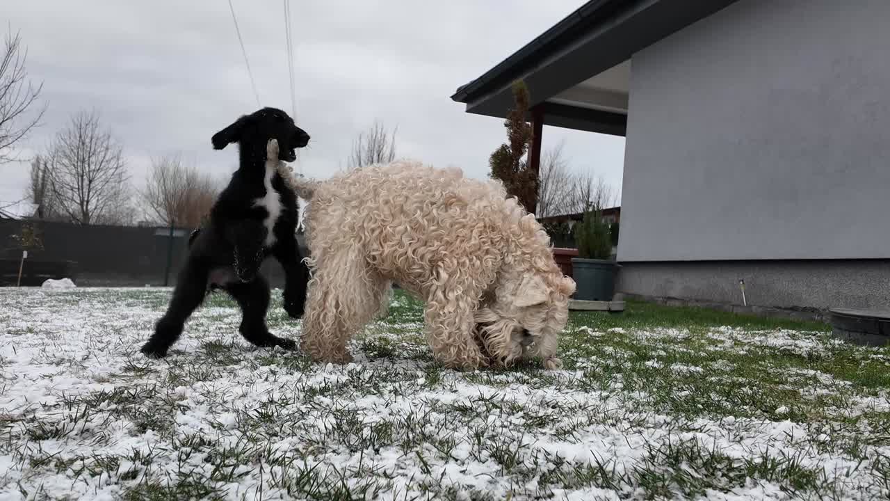 To livlige hundehvalpe leger aggressivt i en sneklædt, våd have