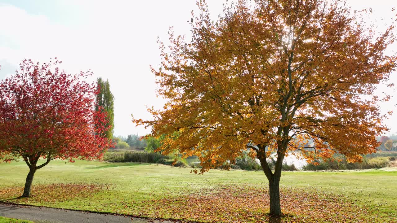Tree with beautiful golden leaves near the water feature of a residential golf course