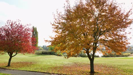 árbol-Con-Hermosas-Hojas-Doradas-Cerca-De-La-Fuente-De-Agua-De-Un-Campo-De-Golf-Residencial