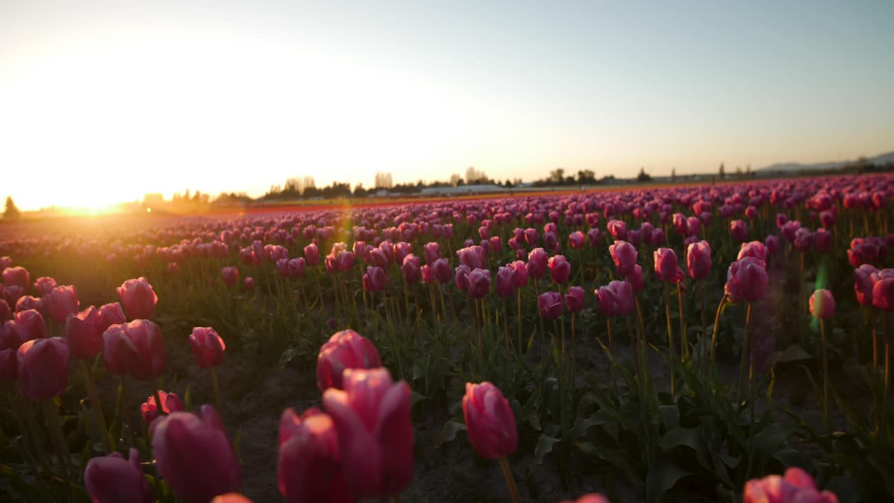 puesta de sol sobre el campo de tulipanes rosados