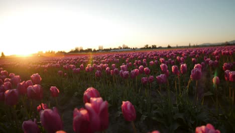 Puesta-De-Sol-Sobre-El-Campo-De-Tulipanes-Rosas