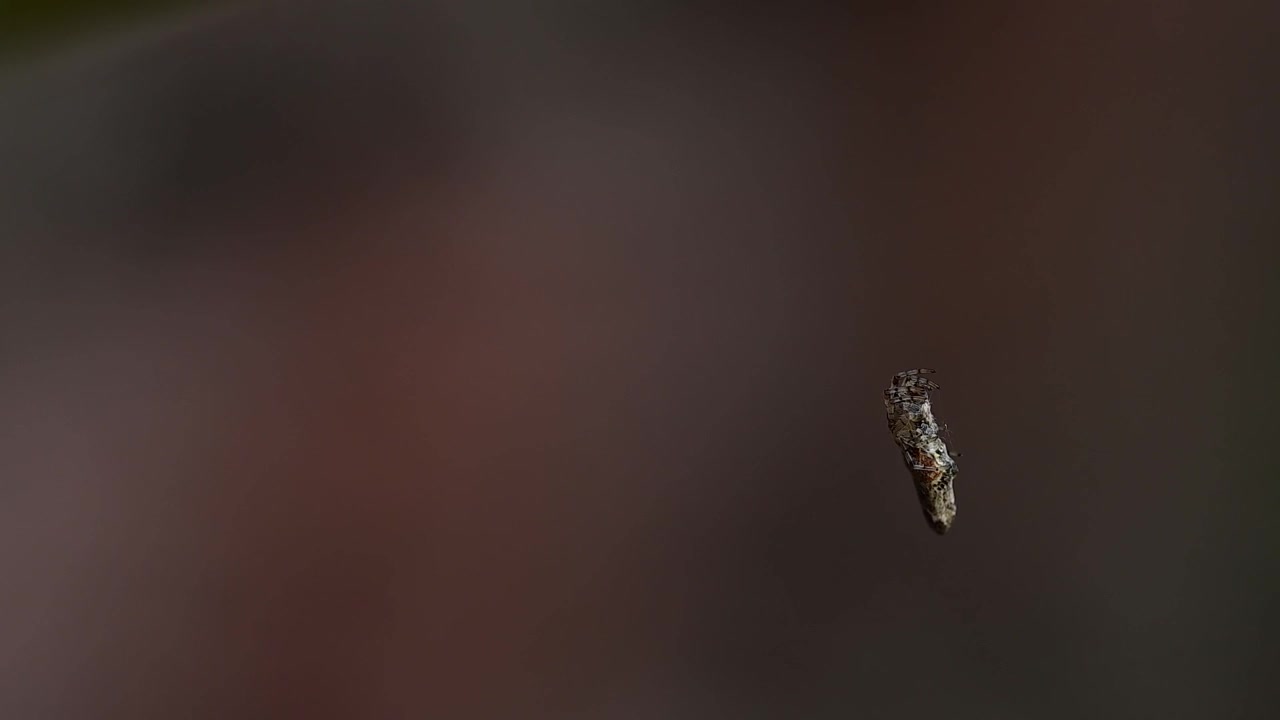 Ragno che tesse una delicata ragnatela di seta mentre si arrampica verso l'alto su una superficie naturale, in dettaglio macro.