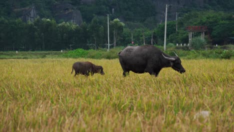 young calf follows mother water buffalo through yellow rice paddy, slow motion