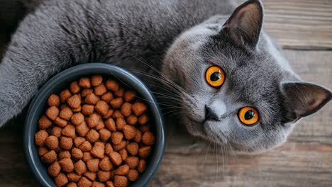 grey british shorthair cat with food bowl
