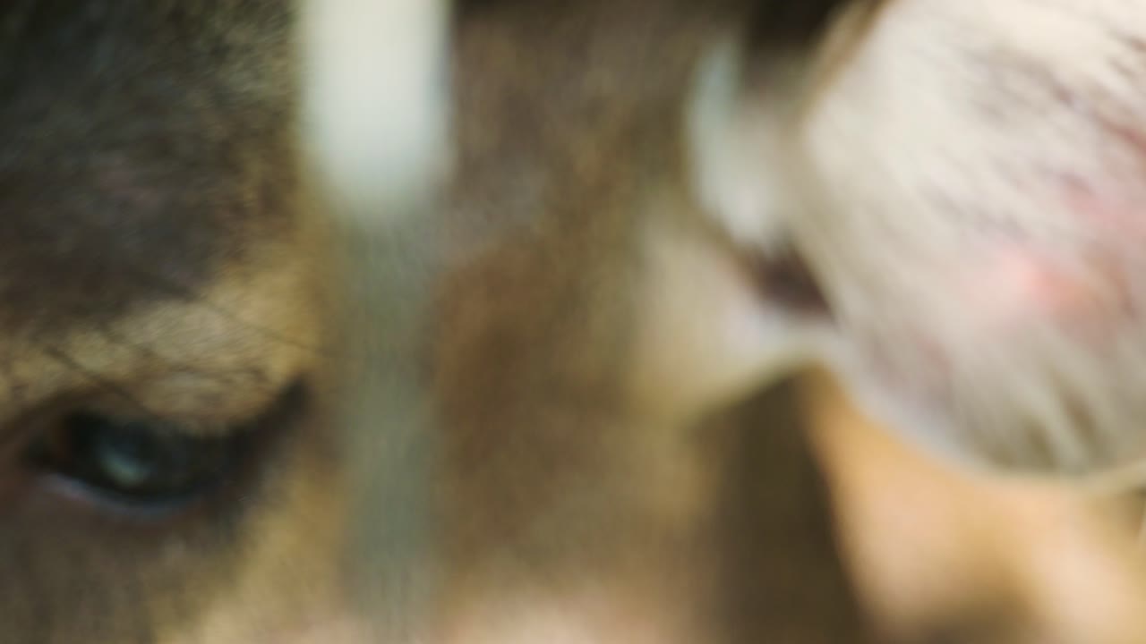 4K Cinematic slow motion wildlife nature footage of a spotted deer's eye from up close in the middle of the jungle in the mountains of Phuket, Thailand on a sunny day