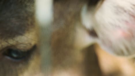 4k cinematográfico en cámara lenta de la naturaleza de la vida silvestre imágenes de un ojo de ciervo manchado de cerca en el medio de la jungla en las montañas de phuket, tailandia en un día soleado