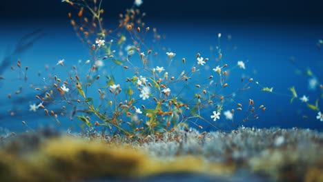 Miniature-white-flowers-on-the-soft-carpet-of-fluffy-moss-and-lichen-are-frozen-in-time-in-the-close-up-parallax-shot